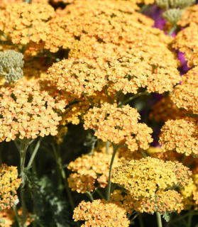 Achillea millefolium 'Milly Rock Yellow Terracotta'
